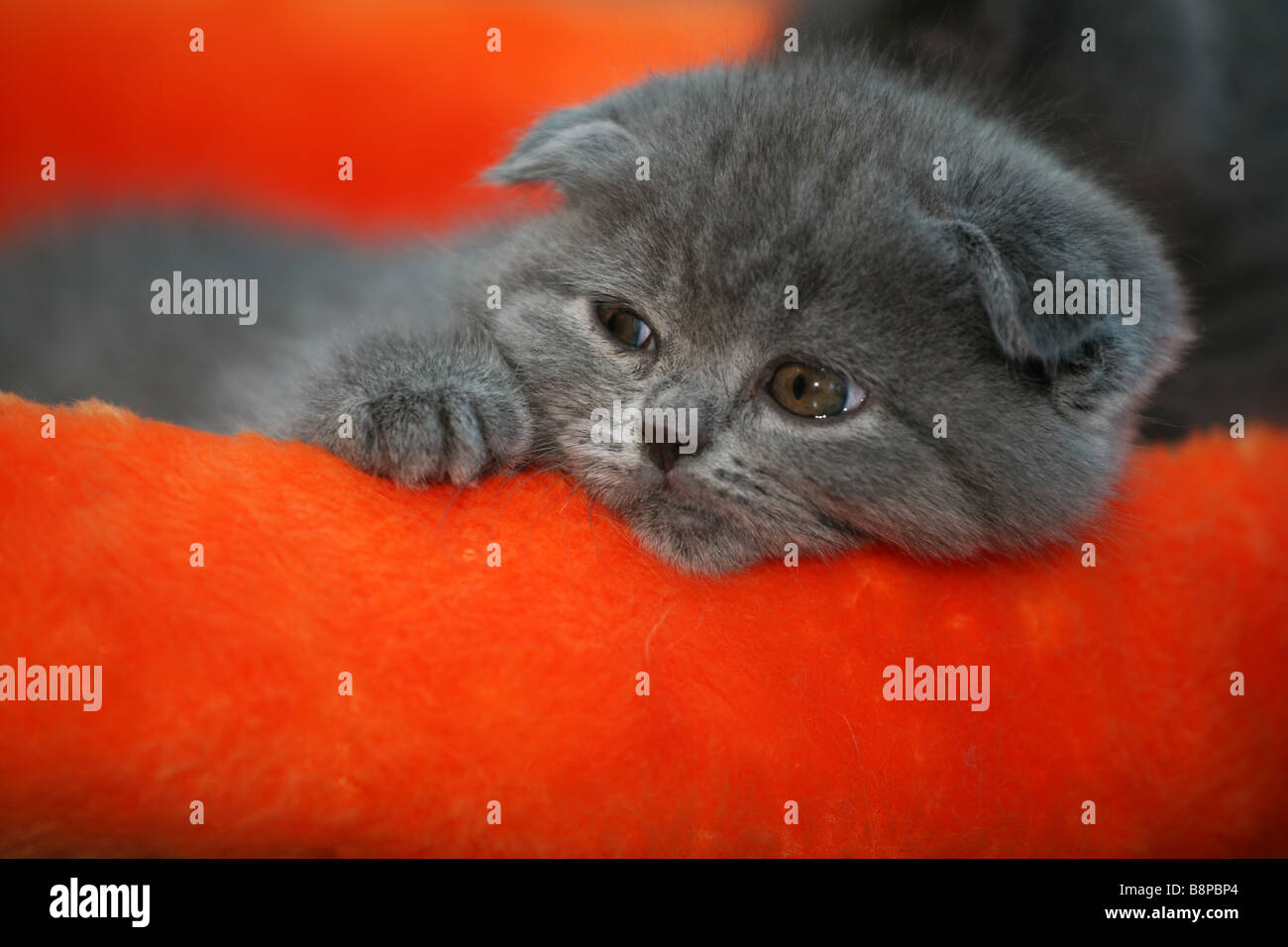 Scottish Fold kitten. Stock Photo