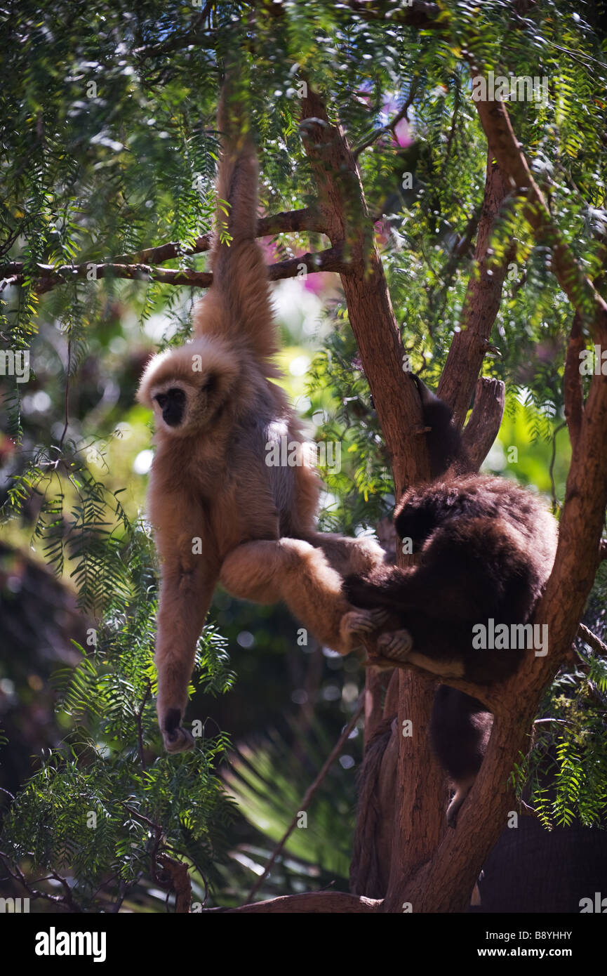 Monkeys hanging on branch Stock Photo