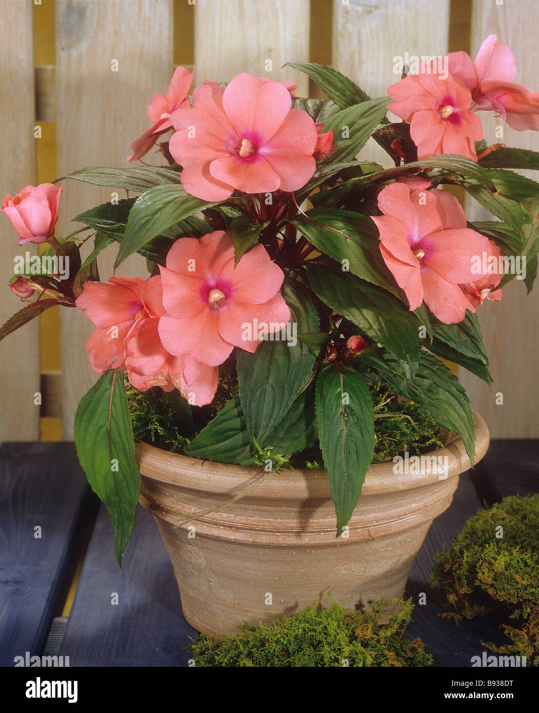 busy lizzie / Impatiens-Neu-Guinea-Hybride Stock Photo