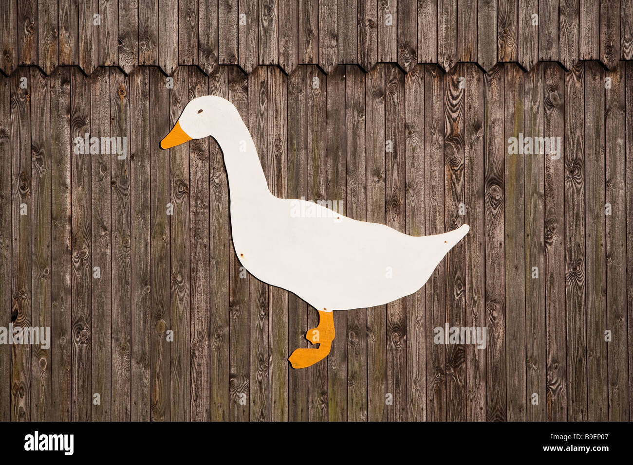 Denmark Zealand Møn island farm goose Stock Photo