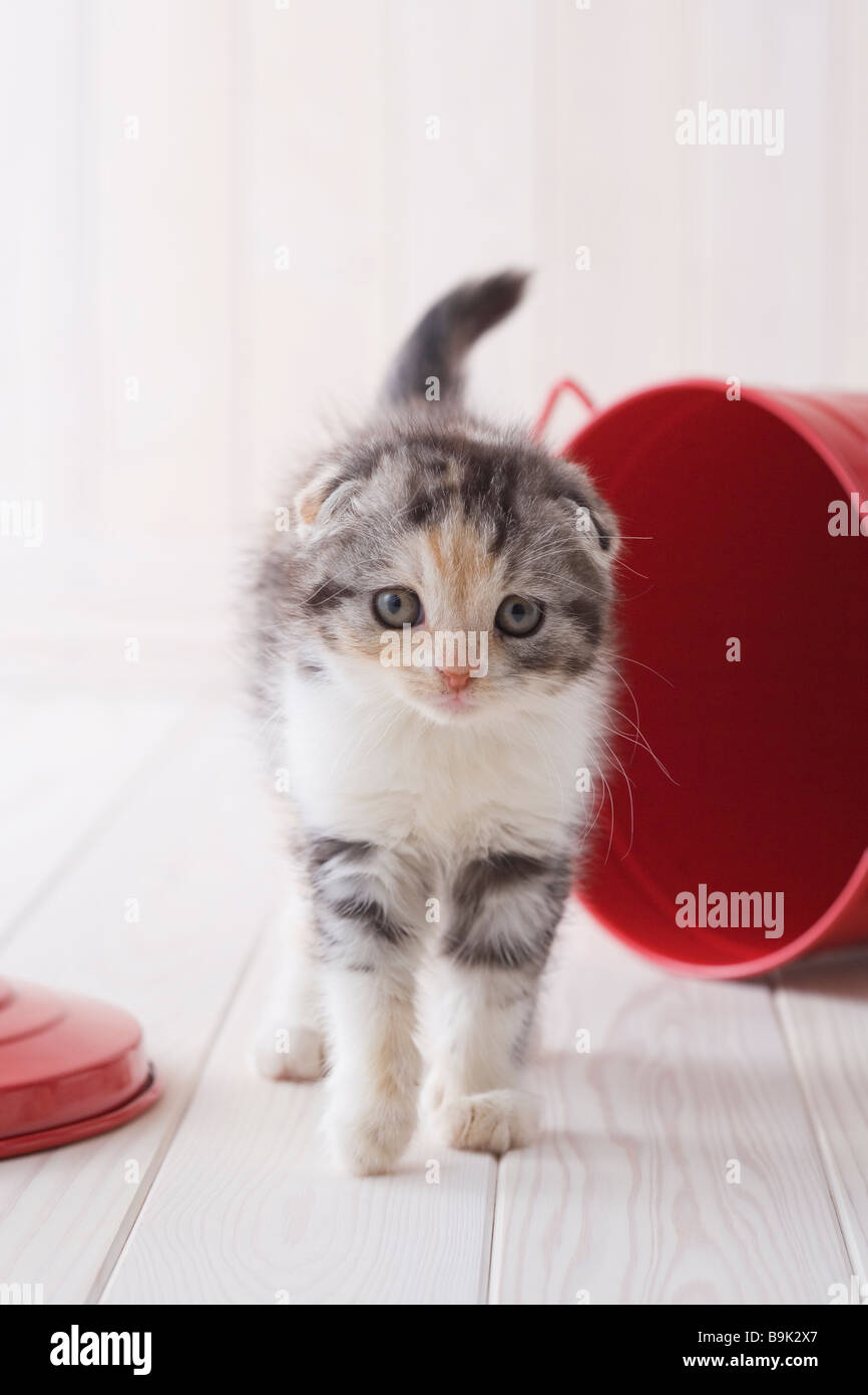 Scottish fold standing in front of bucket Stock Photo