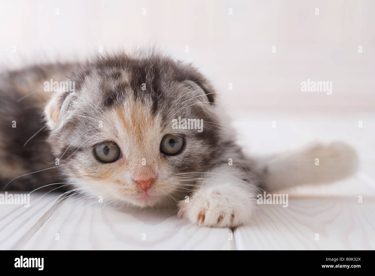 Scottish fold lying down Stock Photo