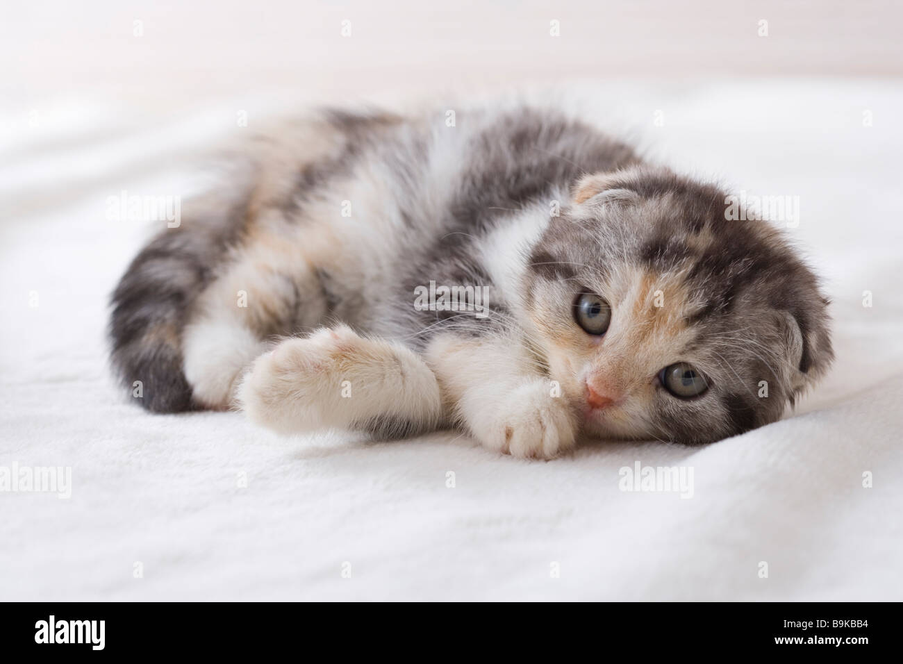 Scottish fold lying down on a blanket Stock Photo