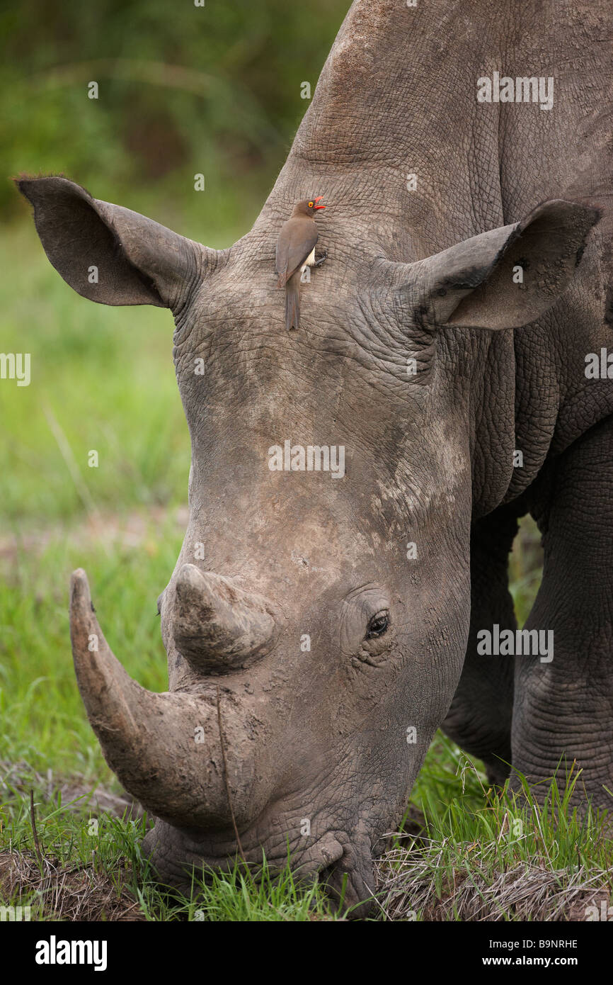 portrait of a white rhinoceros grazing in the bush with a red billed ox pecker Kruger National Park South Africa Stock Photo