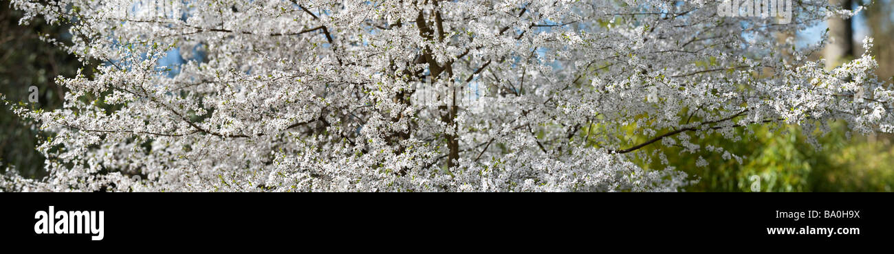 Prunus sogdiana Vassilcz. Cherry plum tree in blossom at Evenley Wood Gardens, Northamptonshire. England. Panoramic Stock Photo