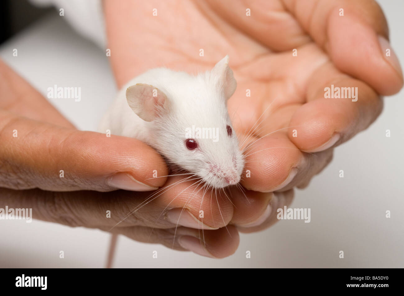 White mouse Stock Photo