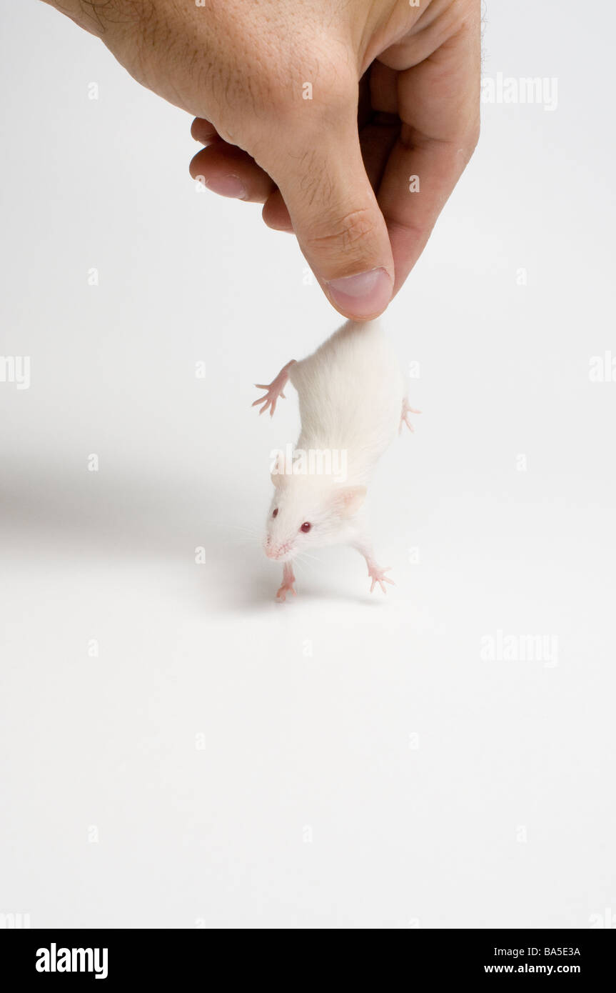 White mouse Stock Photo