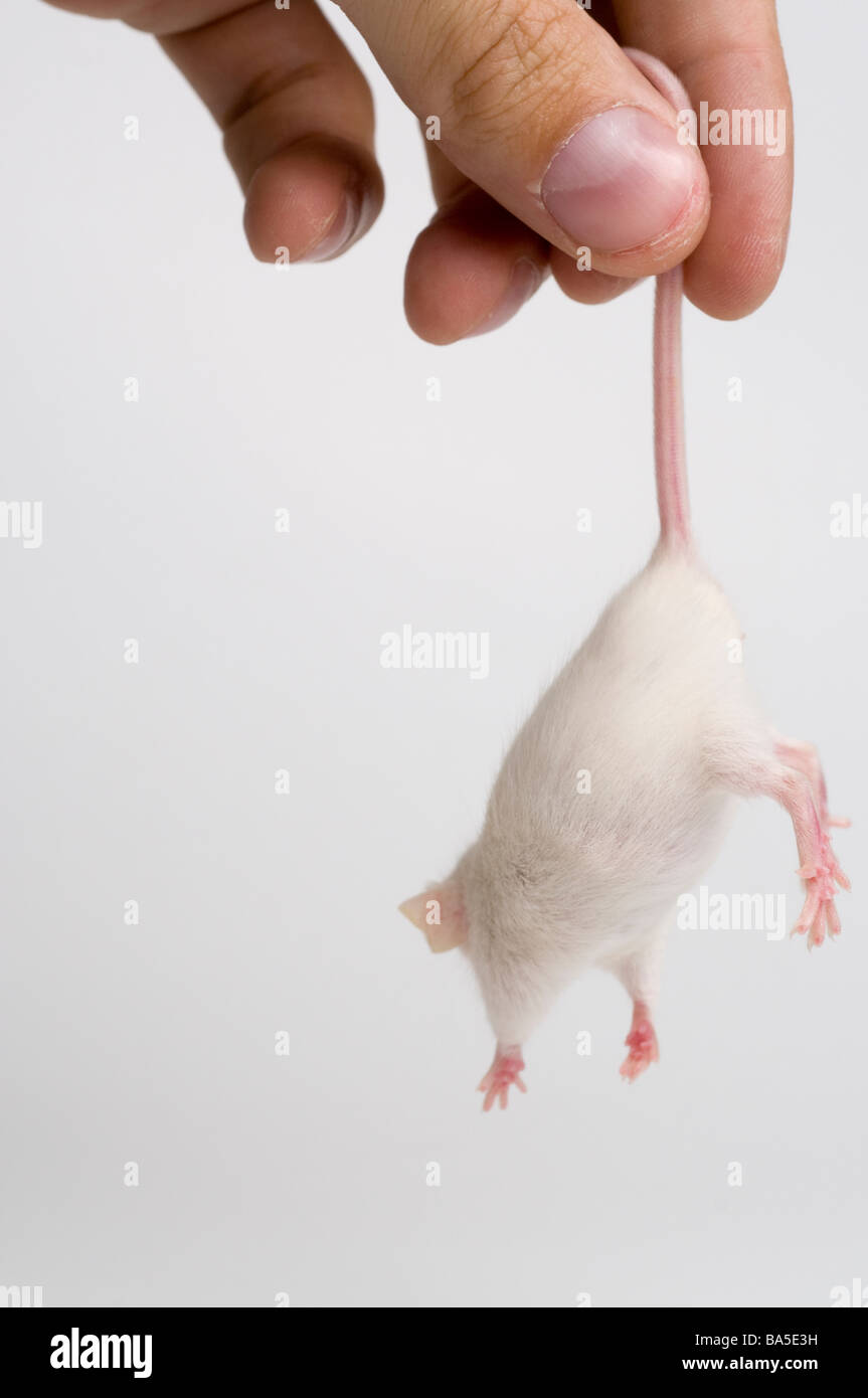 White mouse Stock Photo