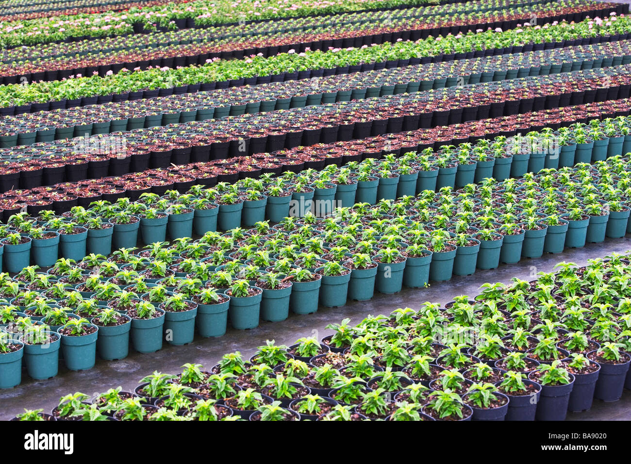 Rows of nursery plants Stock Photo