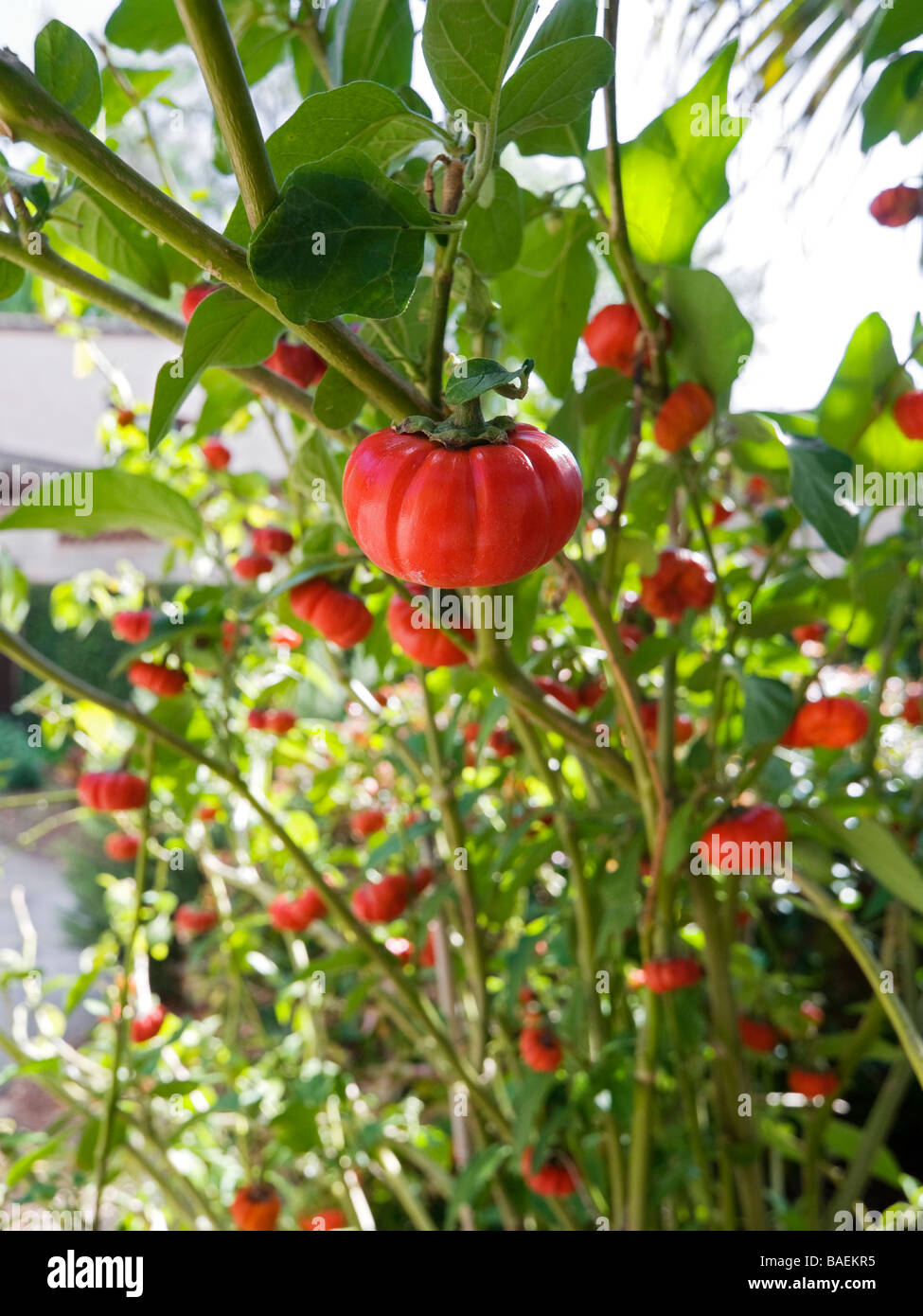 Pinewood Estate at Bok Tower Gardens National Historic Landmark,tomato gardening Stock Photo