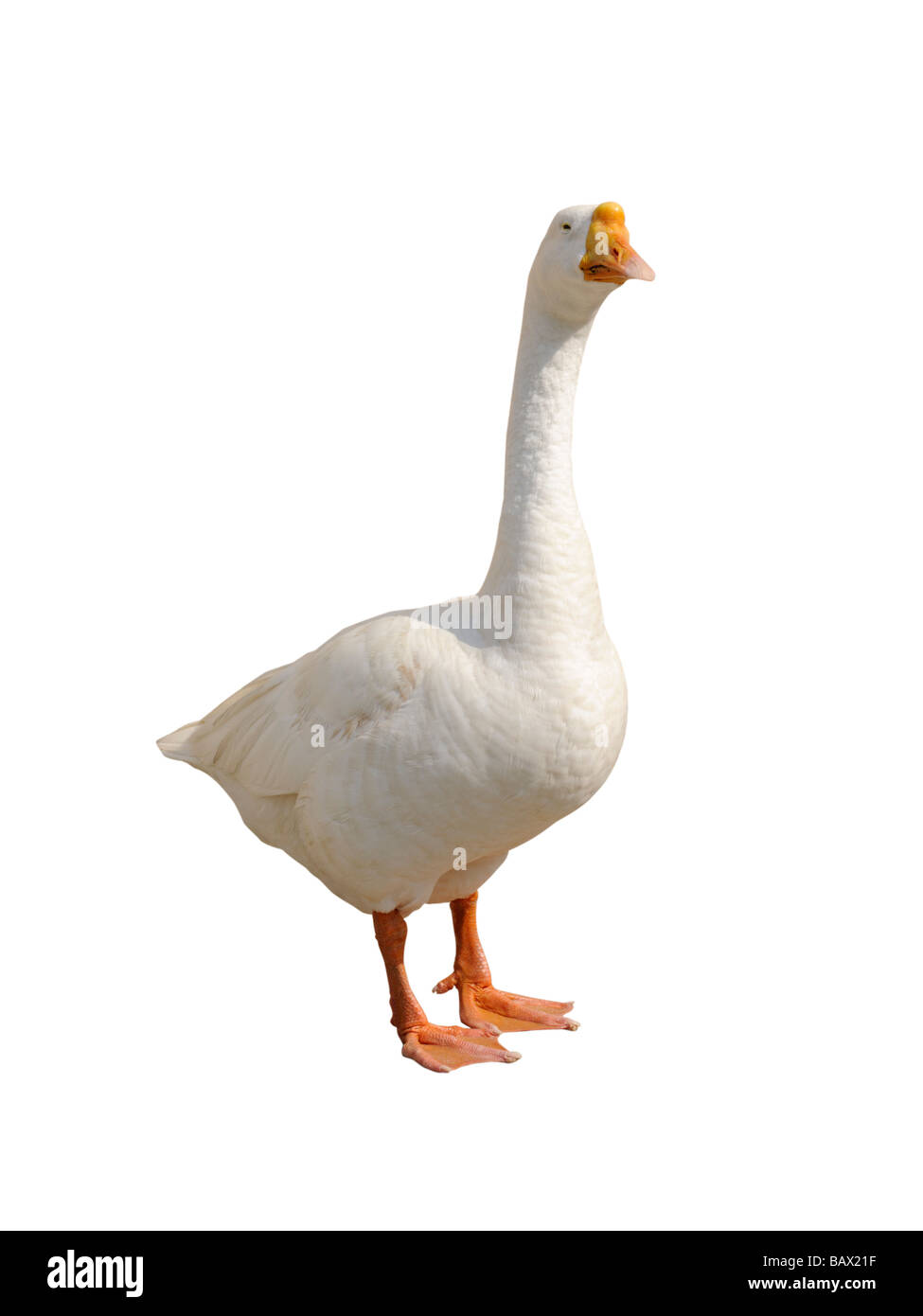 White Goose Stock Photo