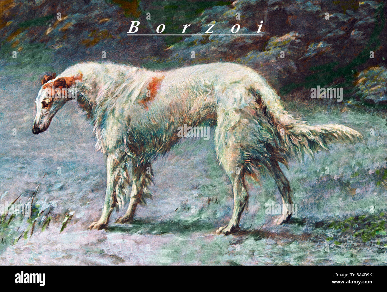 Champion Borzoi Stock Photo