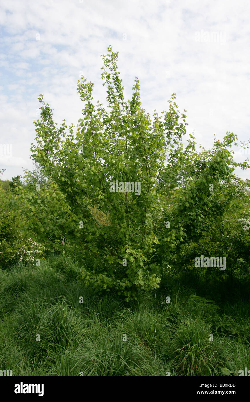 Field Maple, Acer campestre, Aceraceae Stock Photo