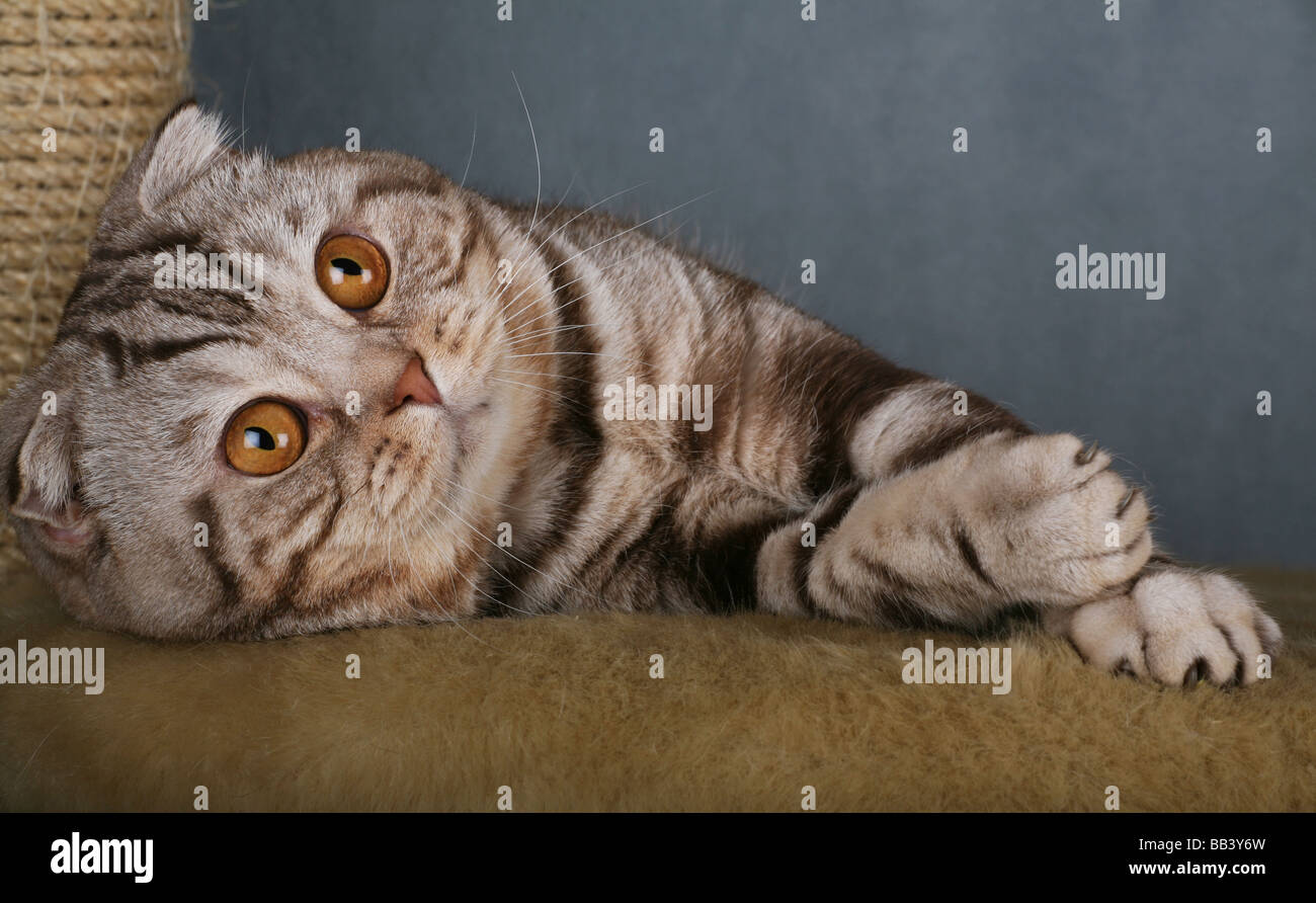 Scottish Fold cat. Stock Photo