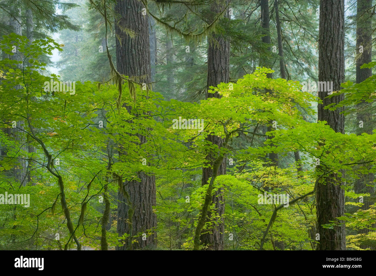 USA, Washington, Mount Rainier National Park. View of forest in Ohanapecosh Park. Stock Photo