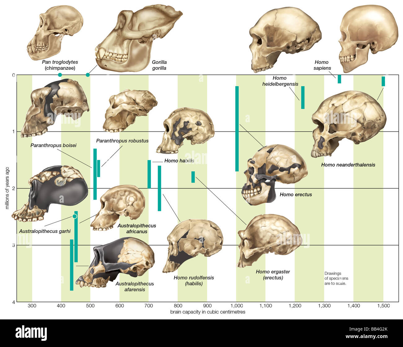 The increase in hominin cranial capacity through various species over time. Stock Photo