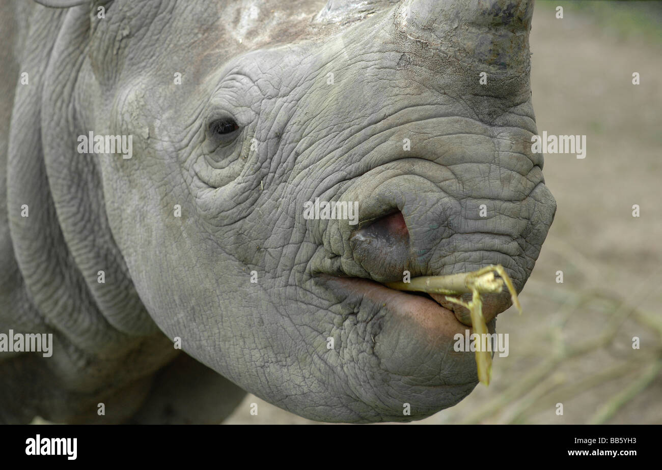 Black Rhinoceros chewing on twigs Stock Photo