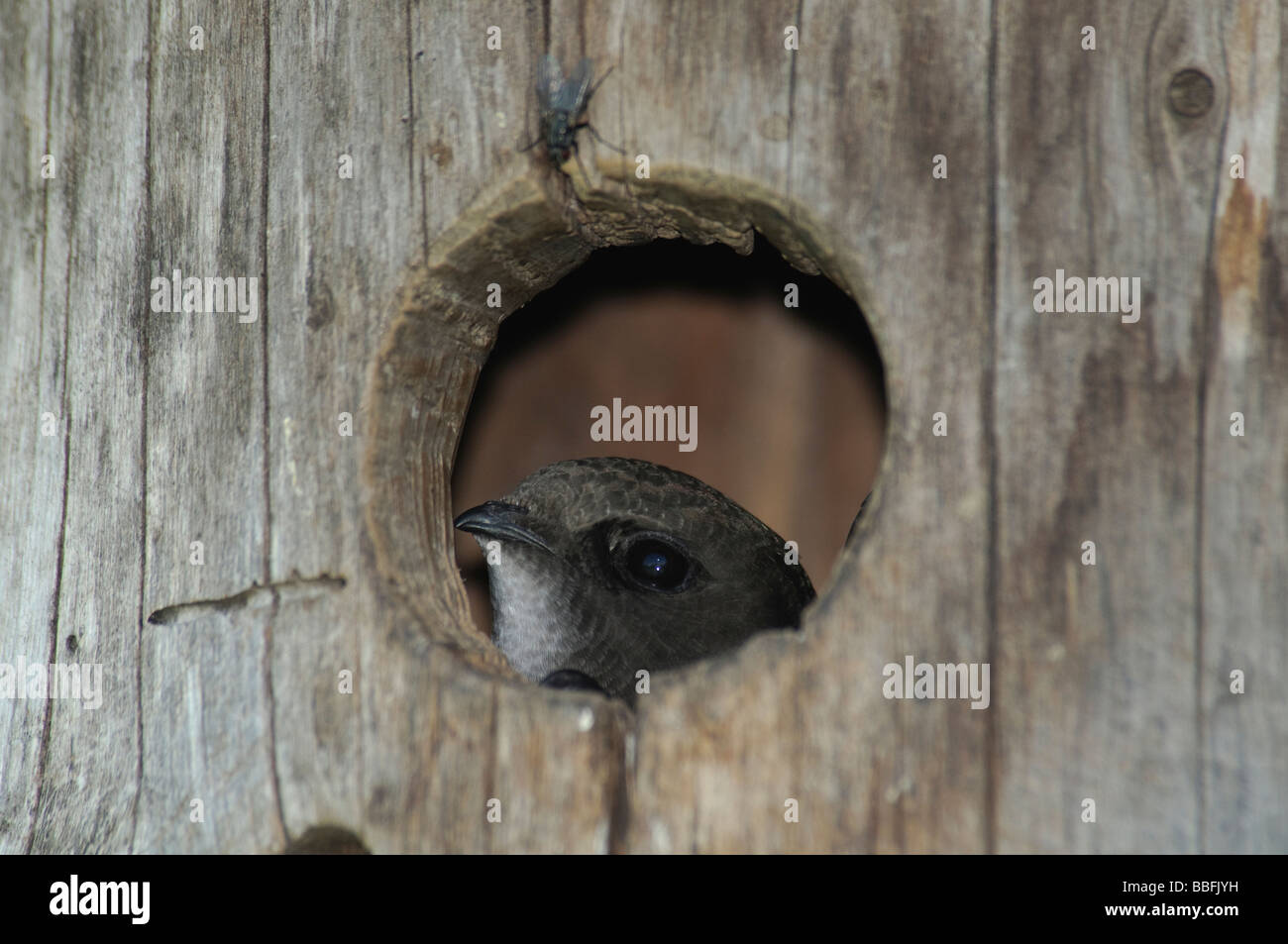 Common Swift Apus apus in nestbox Stock Photo