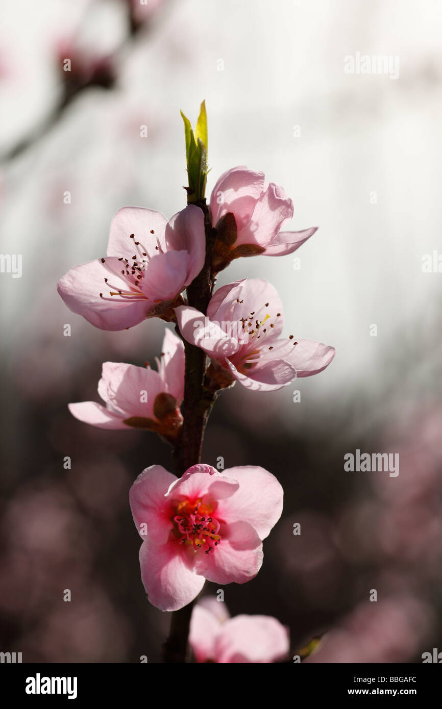 Flowers of peach, peach tree (Prunus persica), La Palma, Canary Islands, Spain, Europe Stock Photo