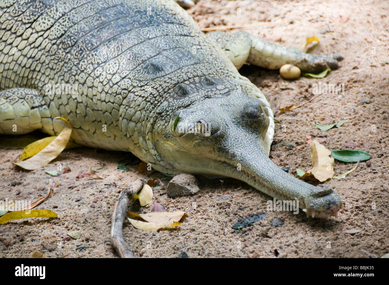 Indian Gharial Stock Photo