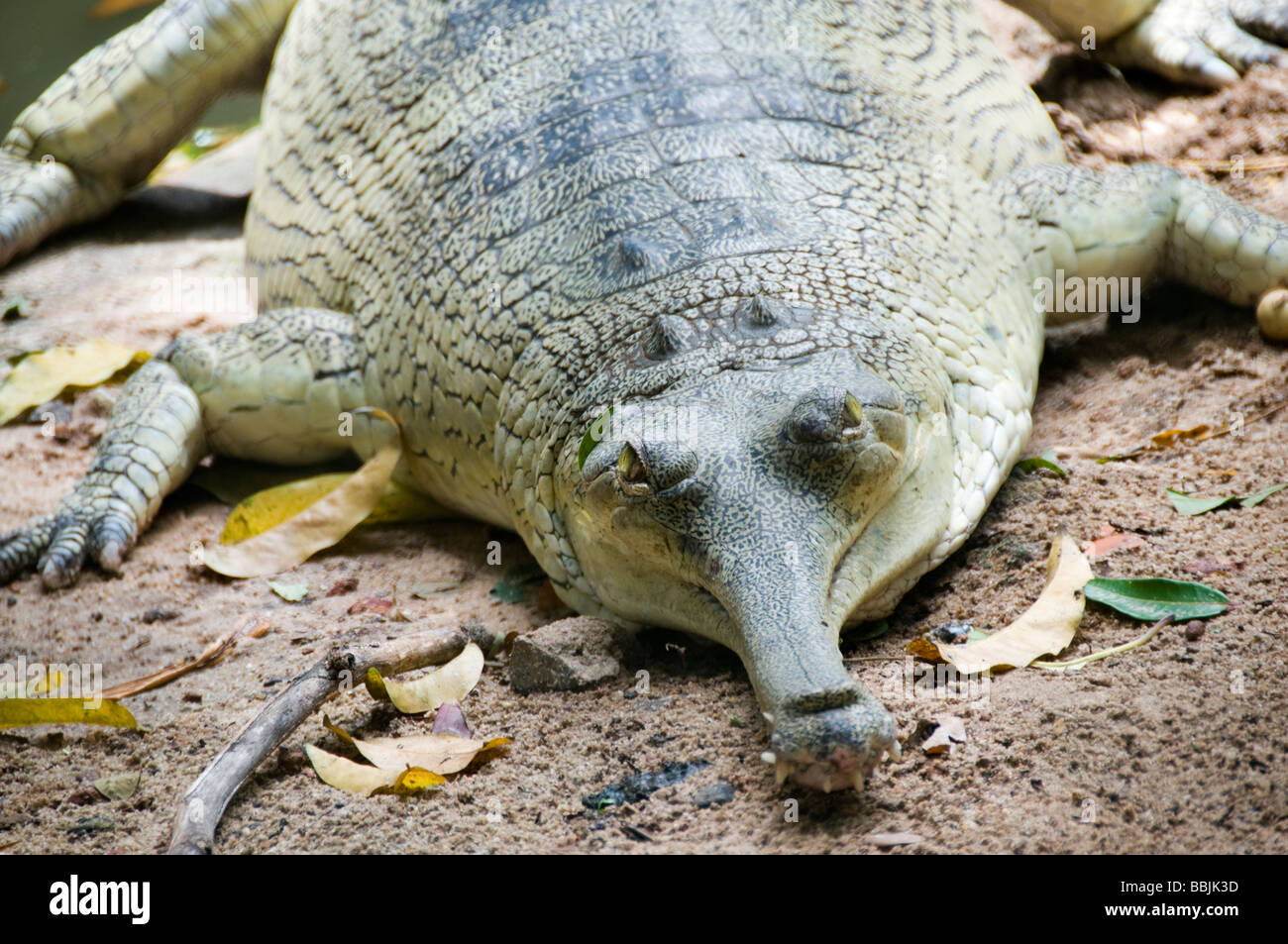 Indian Gharial Stock Photo