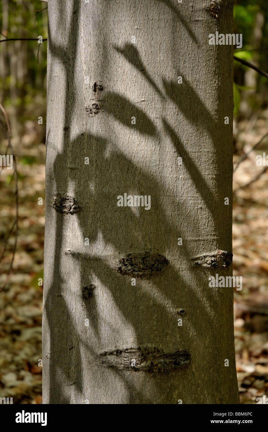 Trunk of beech tree. Stock Photo