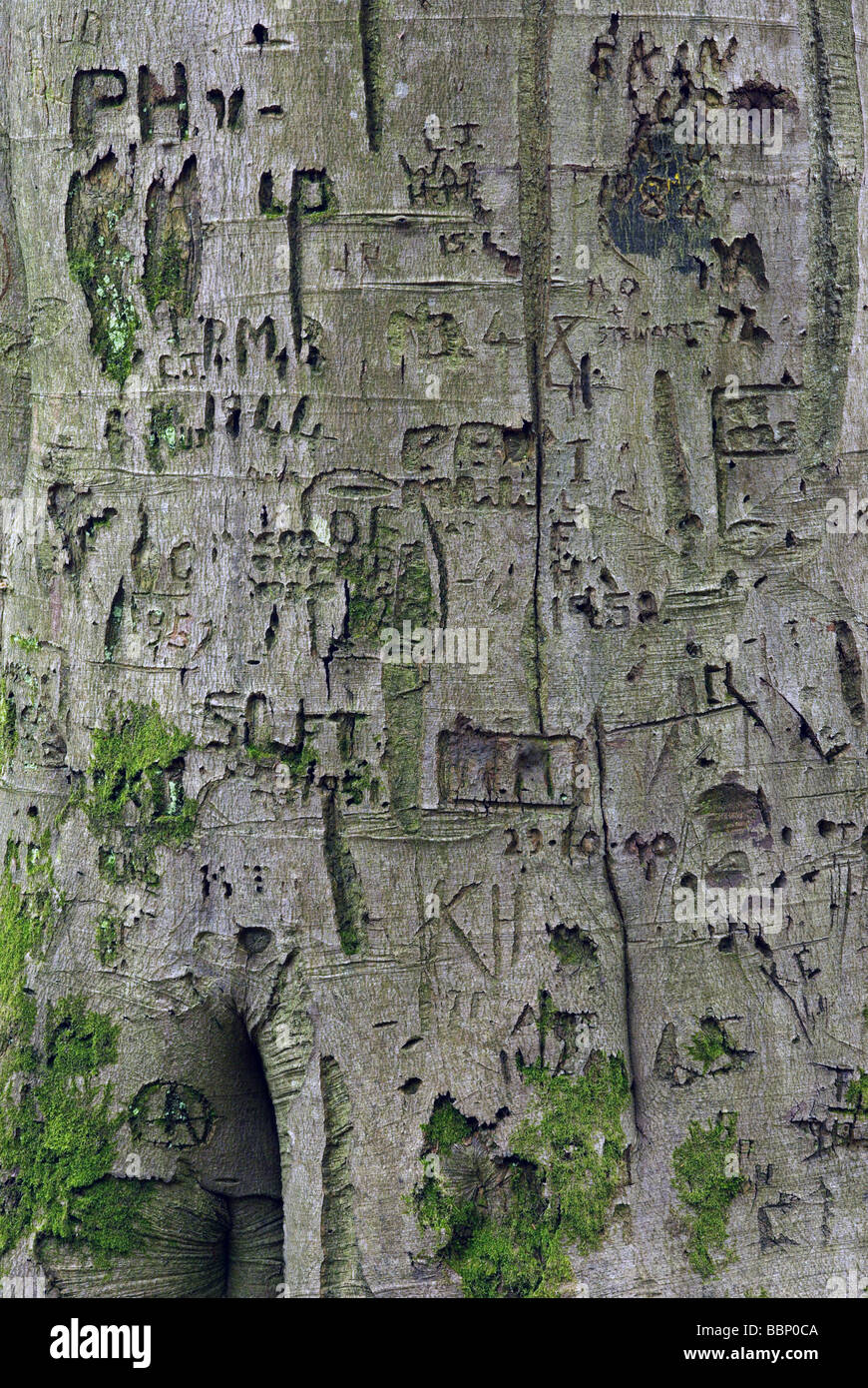 Beech tree with graffiti Stock Photo