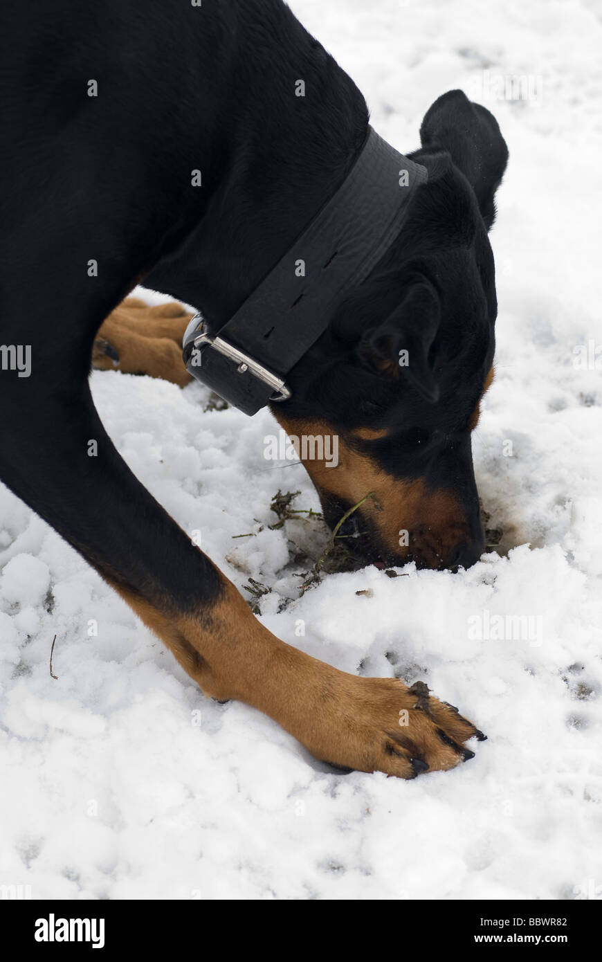 a black doberman dog digging for grass roots on a snowy background Stock Photo