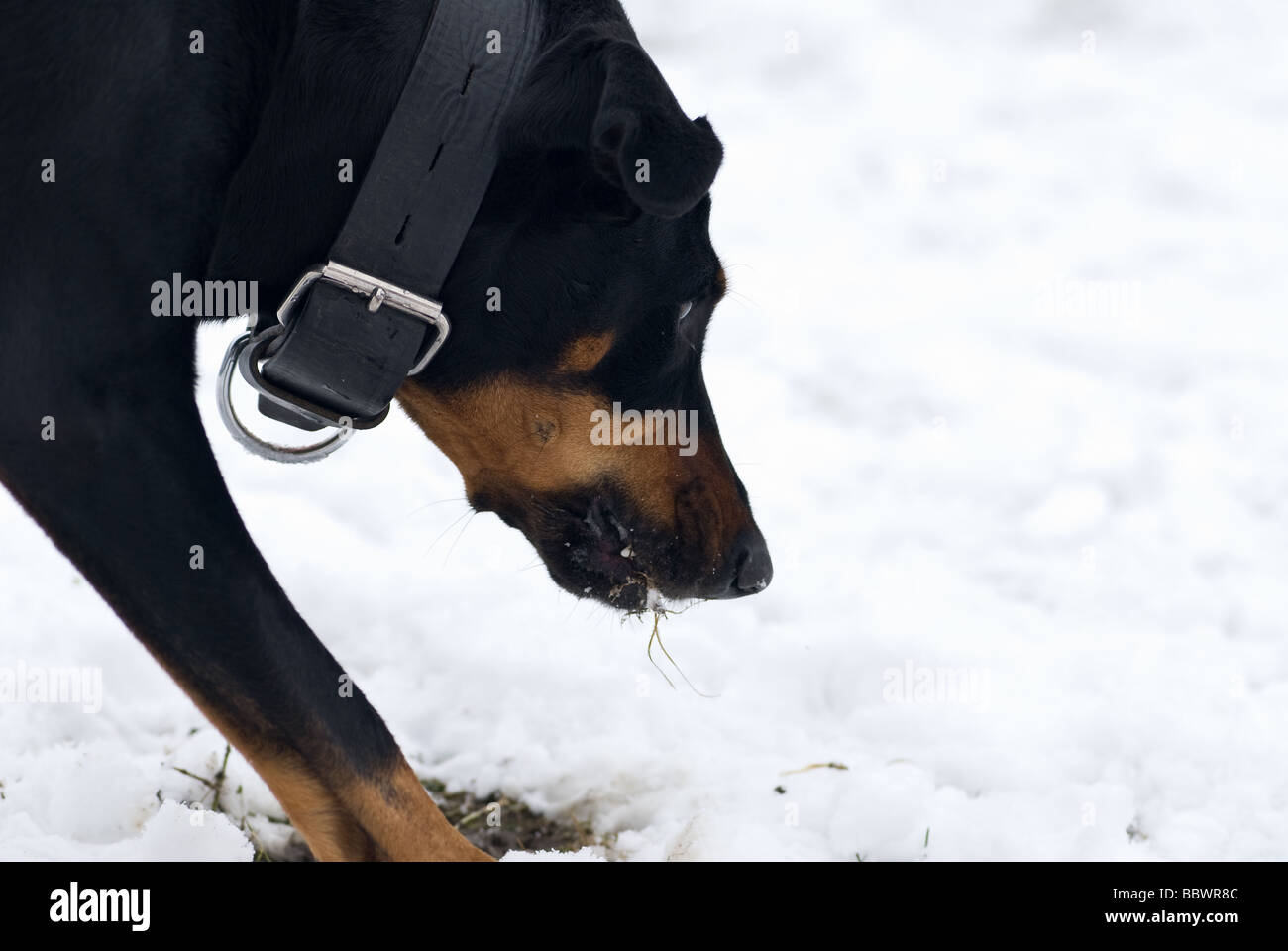 a black doberman dog digging for grass roots on a snowy background Stock Photo