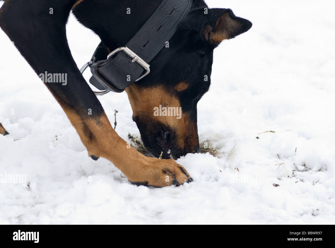 a black doberman dog digging for grass roots on a snowy background Stock Photo