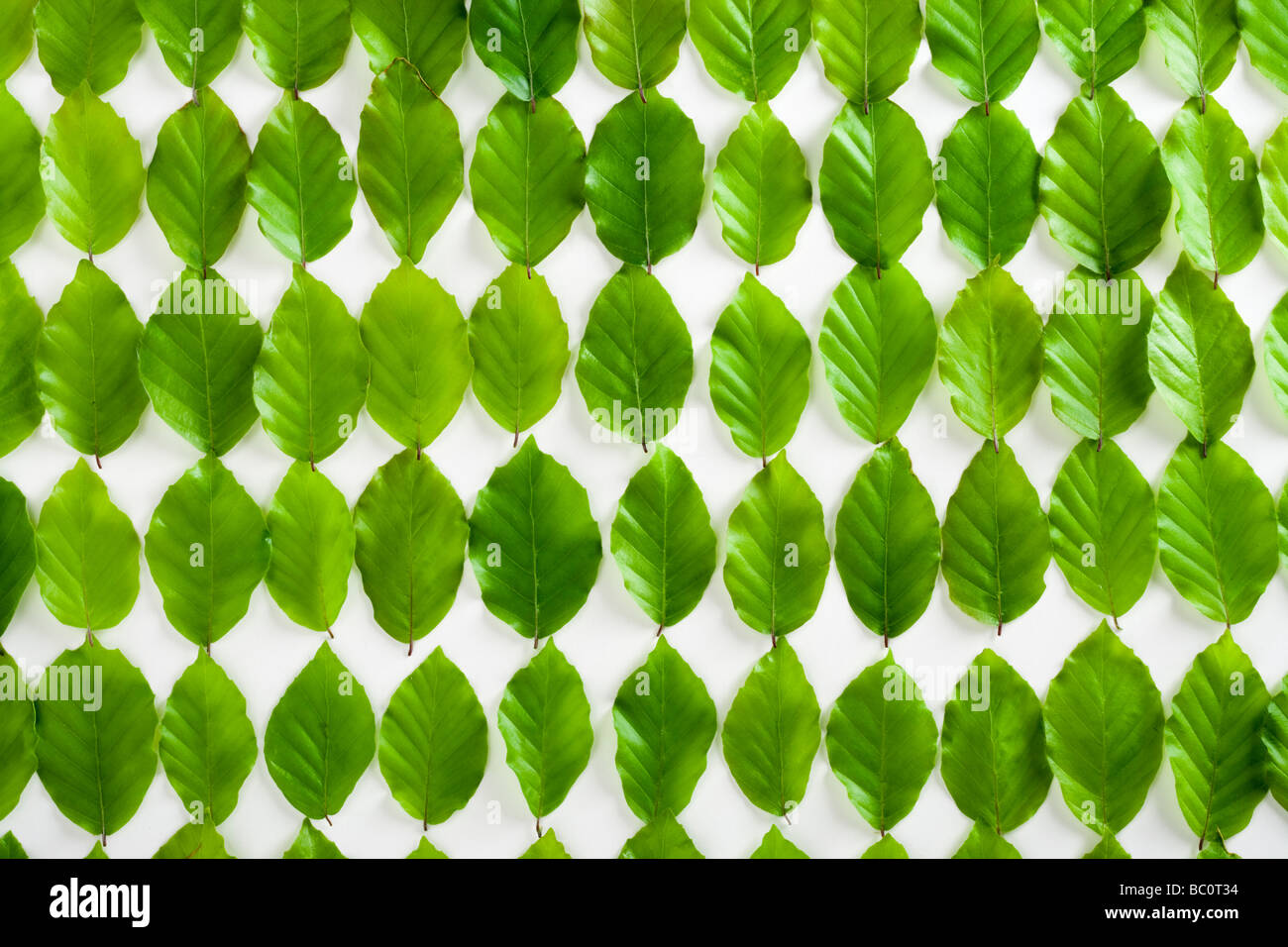 Beech leaves in rows. Stock Photo