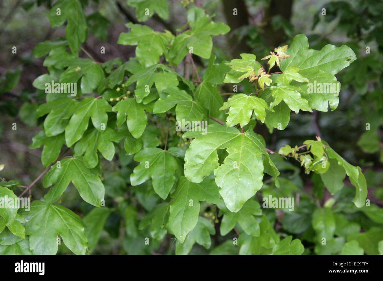 Field Maple, Acer campestre, Aceraceae Stock Photo