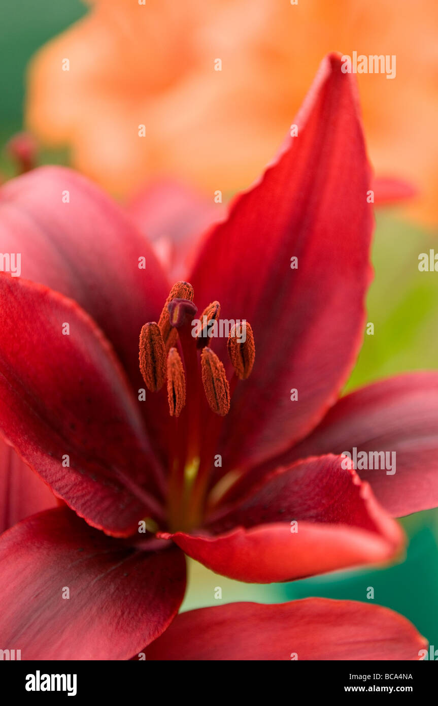 colourful red lily flower Stock Photo