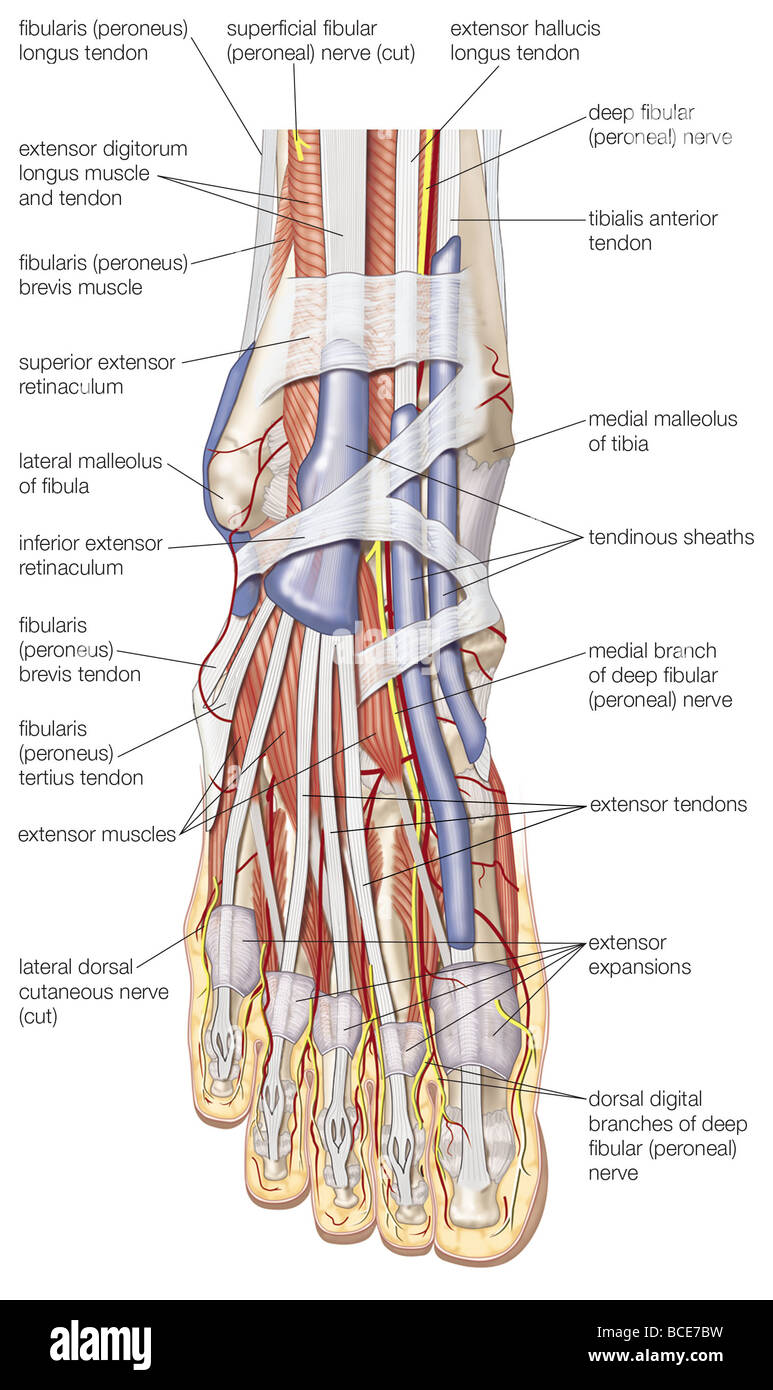 Solved Art-labeling Activity: Muscles Of The Foot (Dorsal, 55% OFF