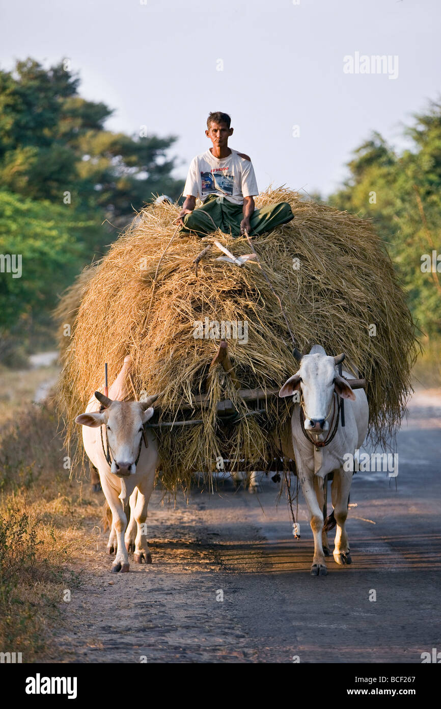 Myanmar. Burma. Bagan. A farmer takes home an ox-cart load of rice straw for his livestock . Stock Photo