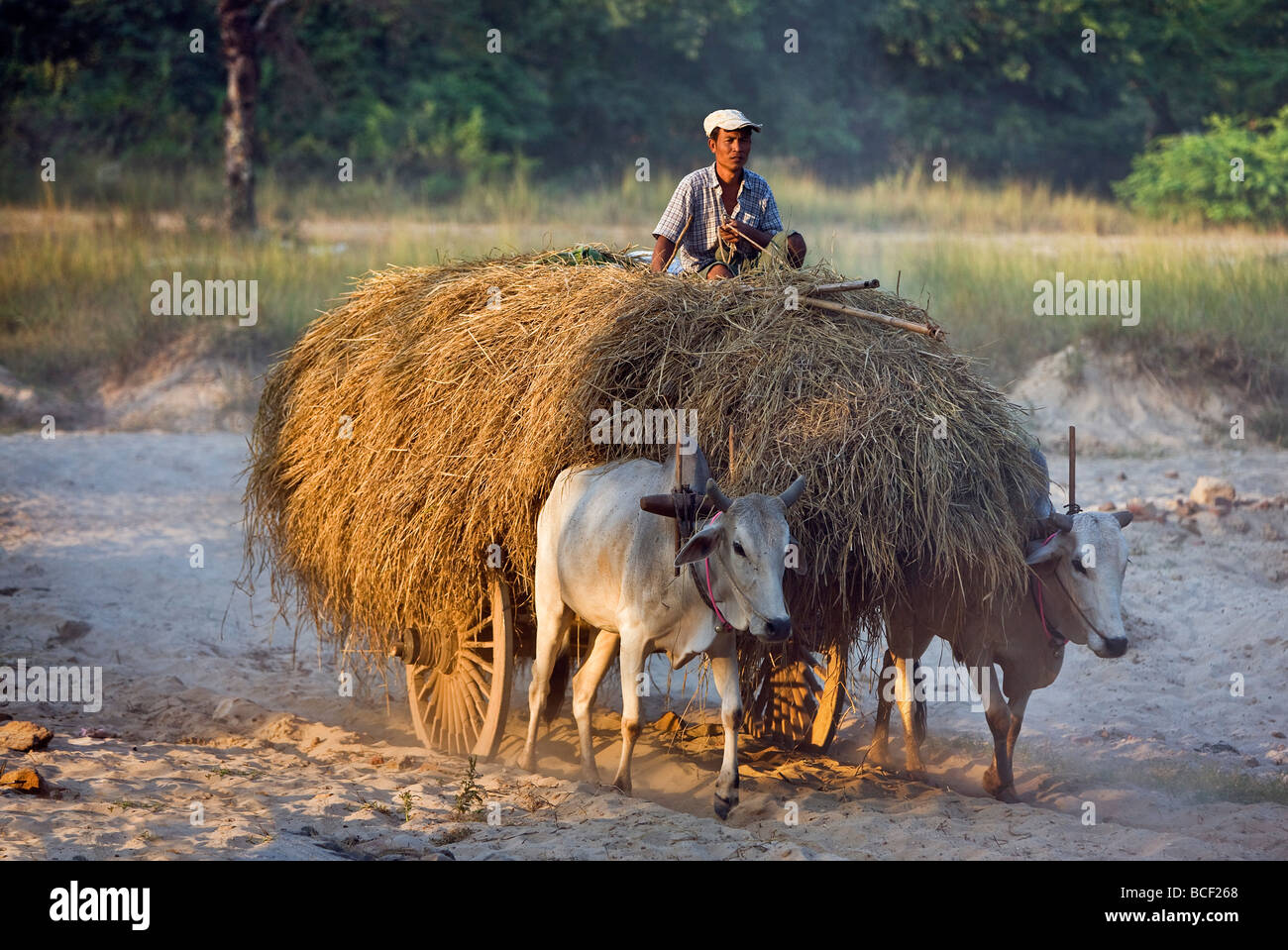 Myanmar. Burma. Bagan. A farmer takes home an ox-cart load of rice straw for his livestock . Stock Photo