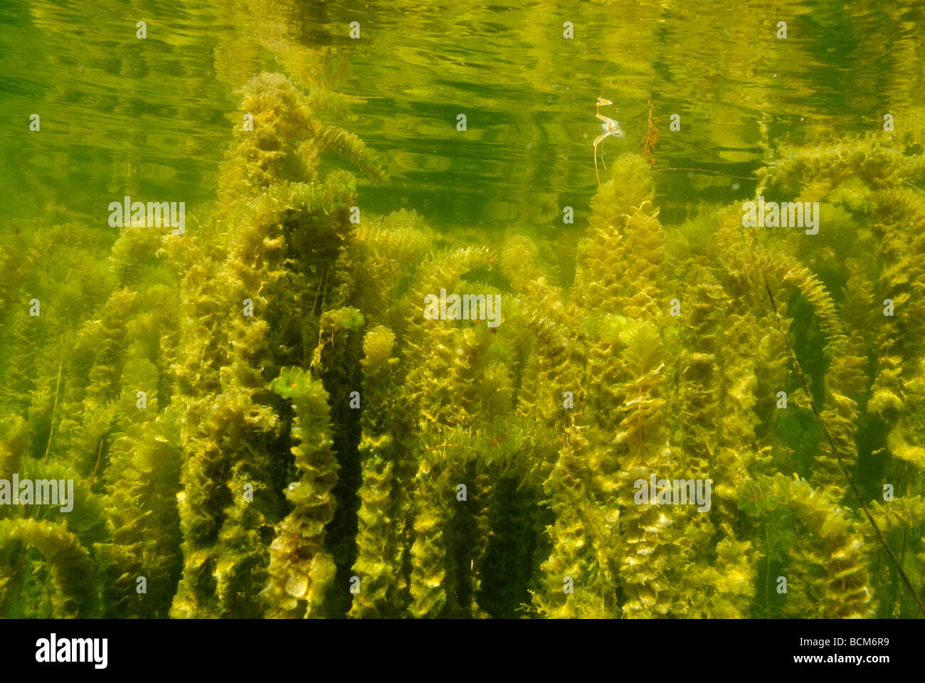 Hydrilla plants in Clear Spring lake, Texas Stock Photo