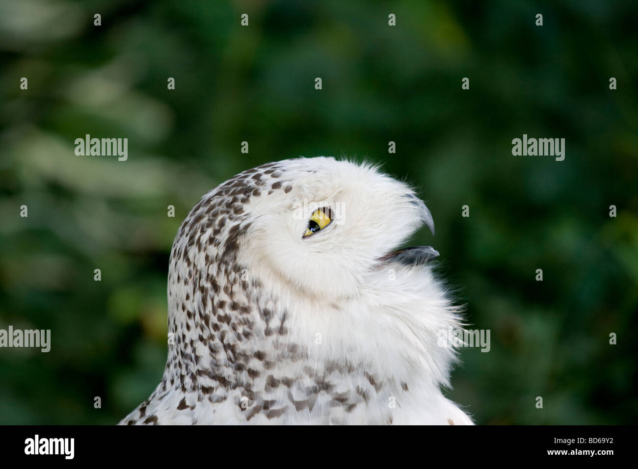 Snowy owl profile in close up Stock Photo