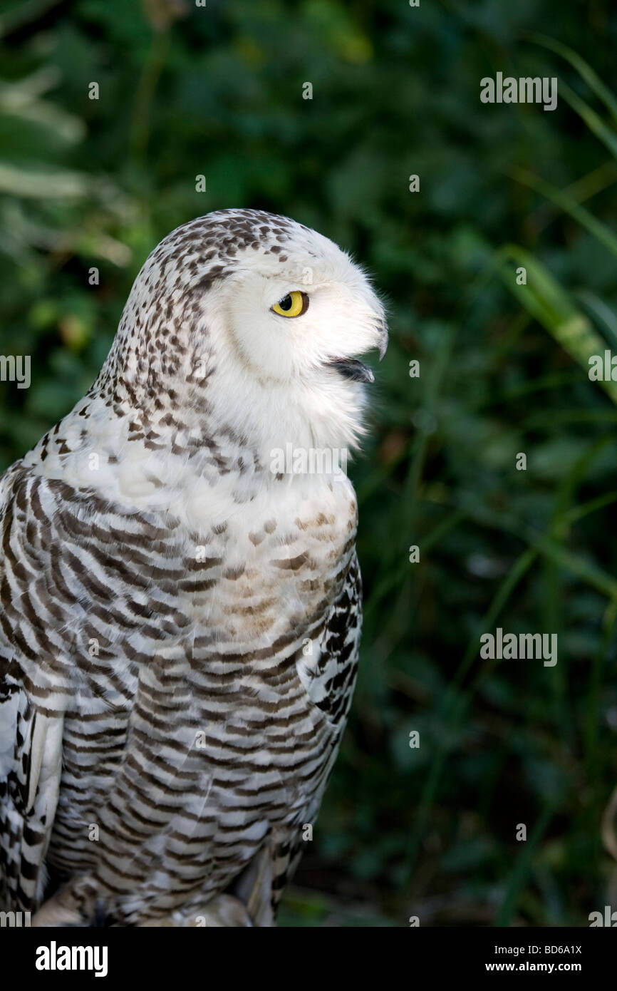 a beautiful Snowy Owl Bubo scandiacus Stock Photo