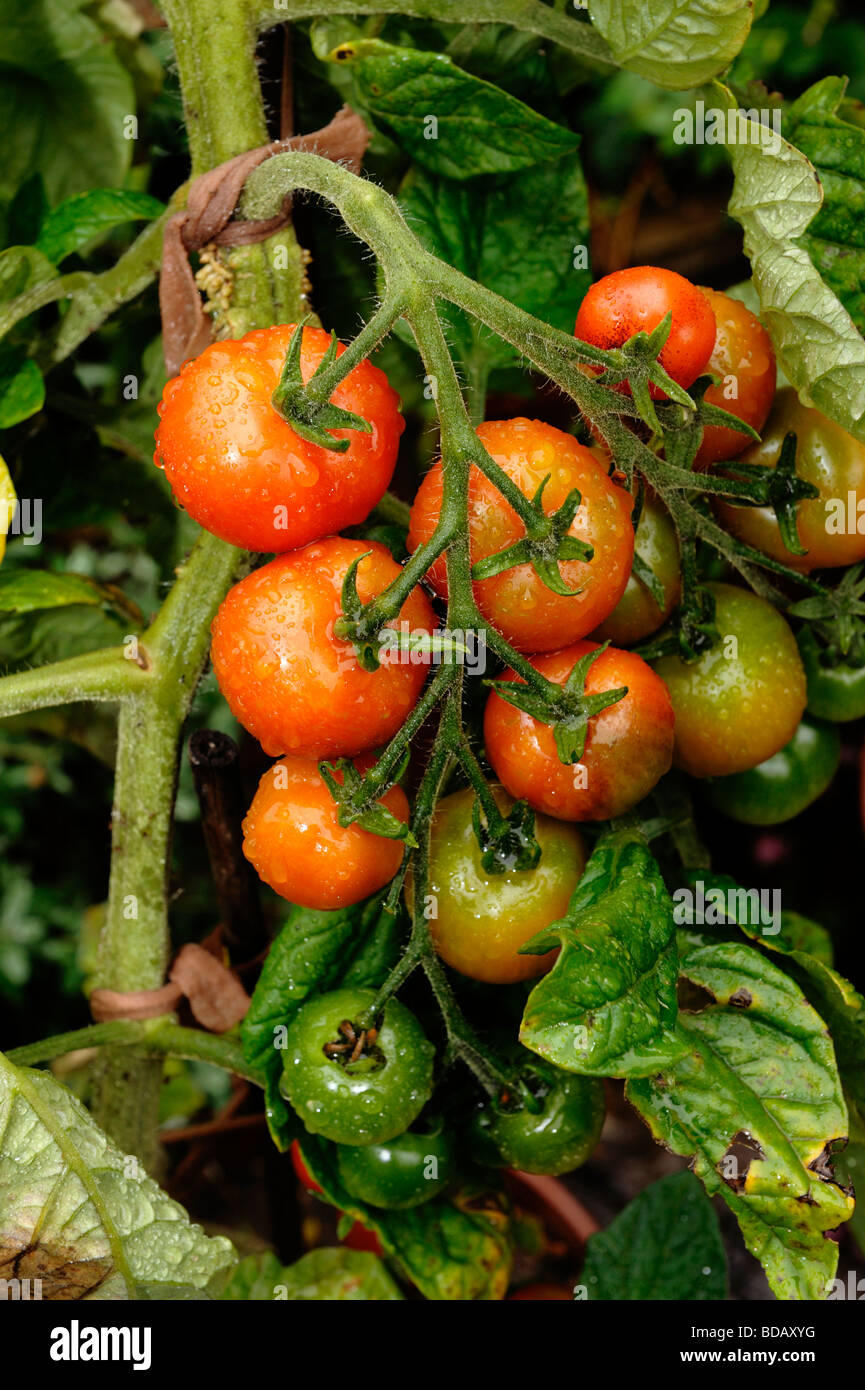 Gardeners Delight home grown tomatoes Stock Photo