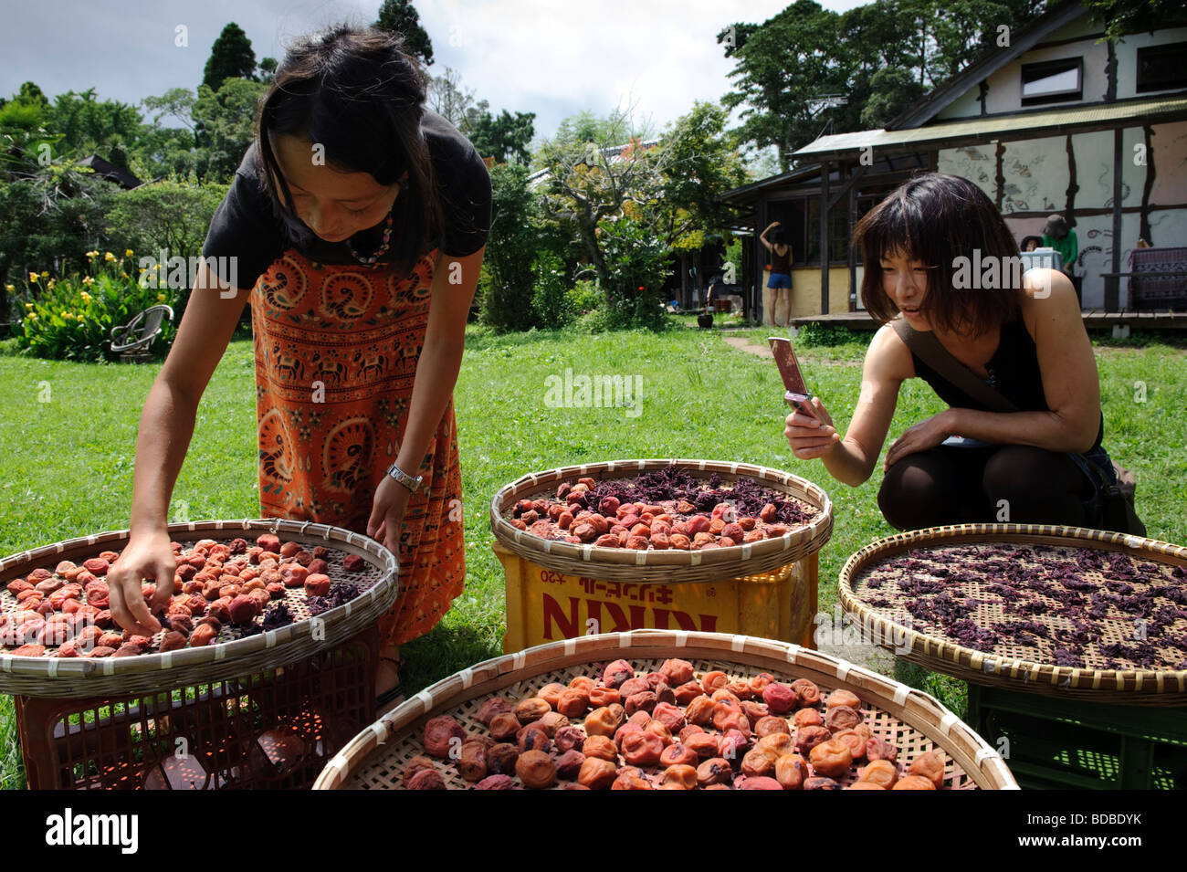 Sun dried ume plums and shiso leaves, Browns Field farm, Isumi, Chiba Prefecture, Japan, August 8 2009. Stock Photo