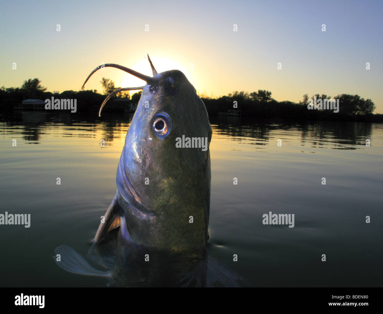 a catfish fish coming jumping out of water in Florida USA at sunset on saltwater flats in Charlotte Harbor Stock Photo