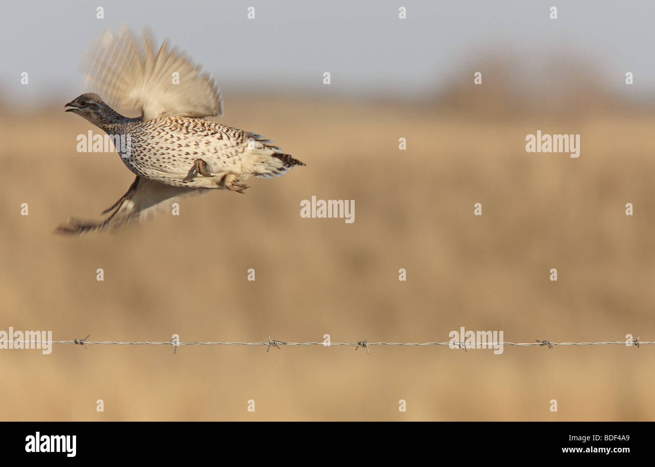 Sharp Tailed Grouse in Flight Stock Photo