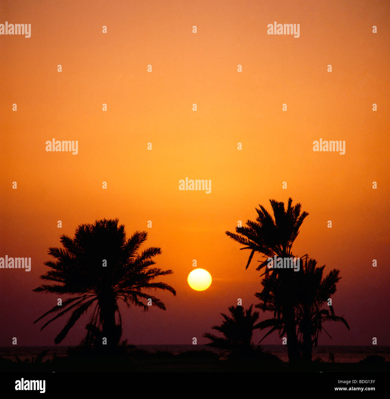 Yanbu Saudi Arabia Date Palm At Sunset Stock Photo