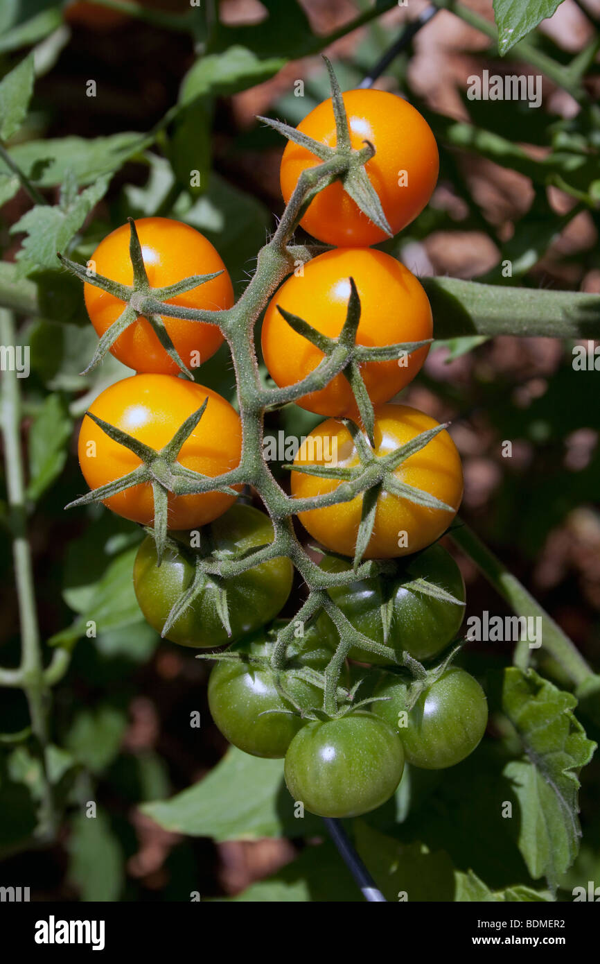 Sun Sugar FT Hybrid Cherry Tomato   USA Stock Photo