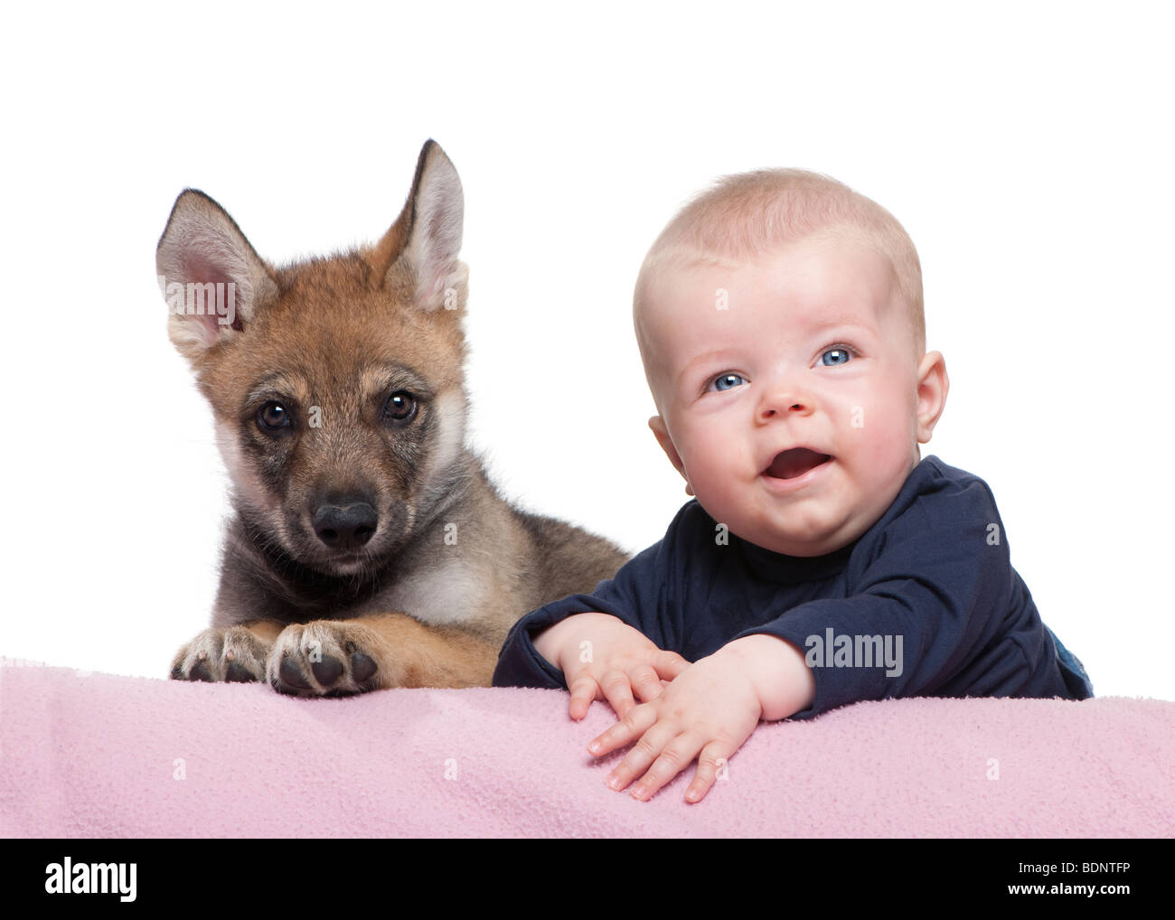 Portrait of baby boy with Young European wolf in front of white background, studio shot Stock Photo