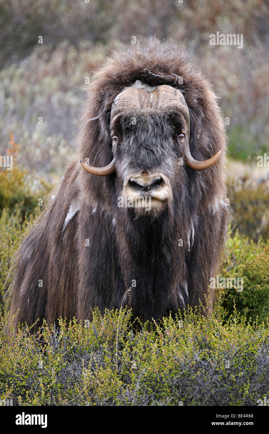 Musk Ox (Ovibos moschatus), bull Stock Photo