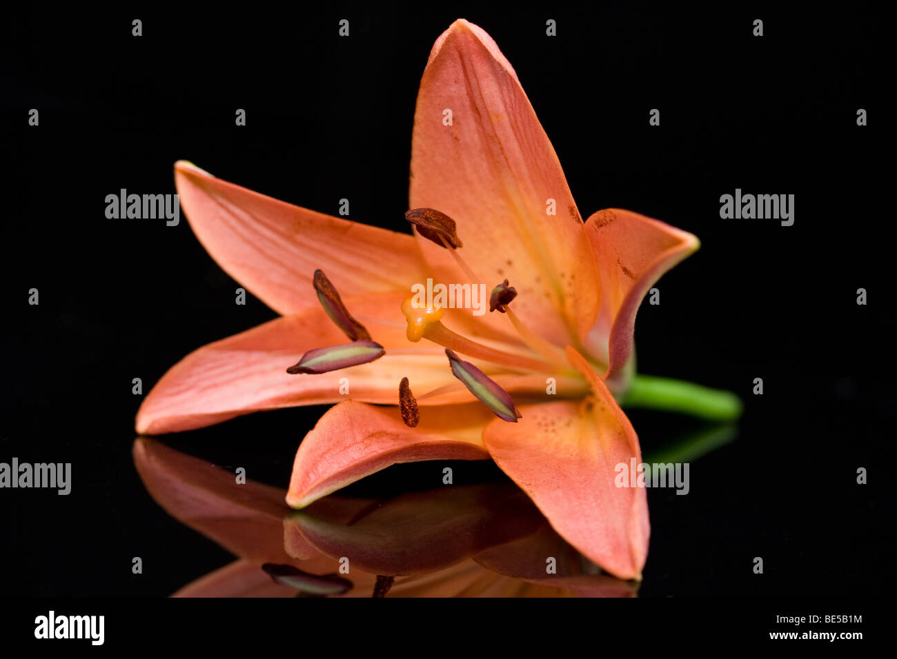 Red lily Stock Photo