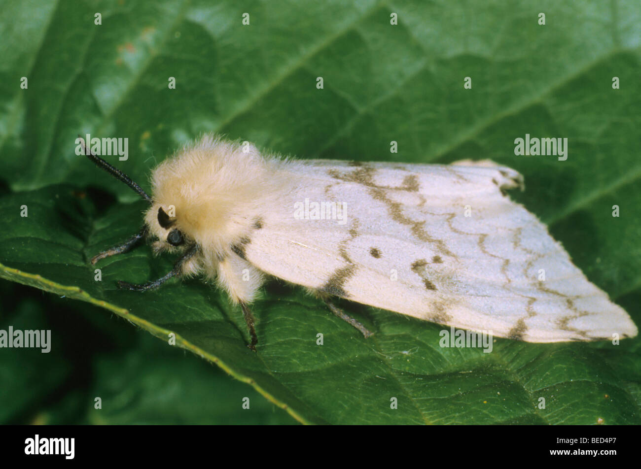 Gypsy Moth (Lymantria dispar), female Stock Photo