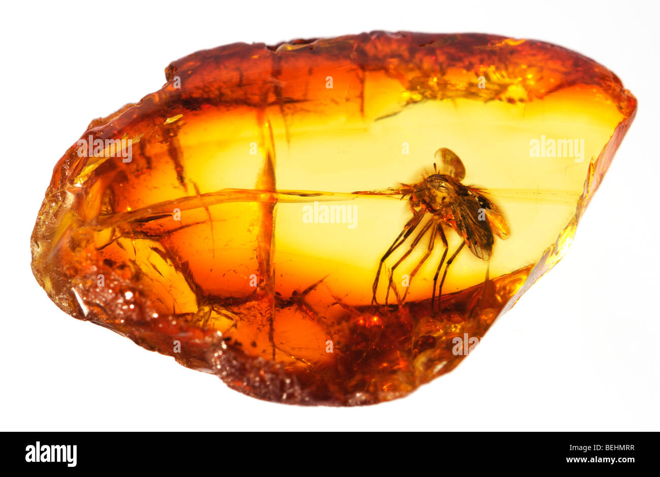 What Is Baltic Amber And Does It Really Work? – Powell's